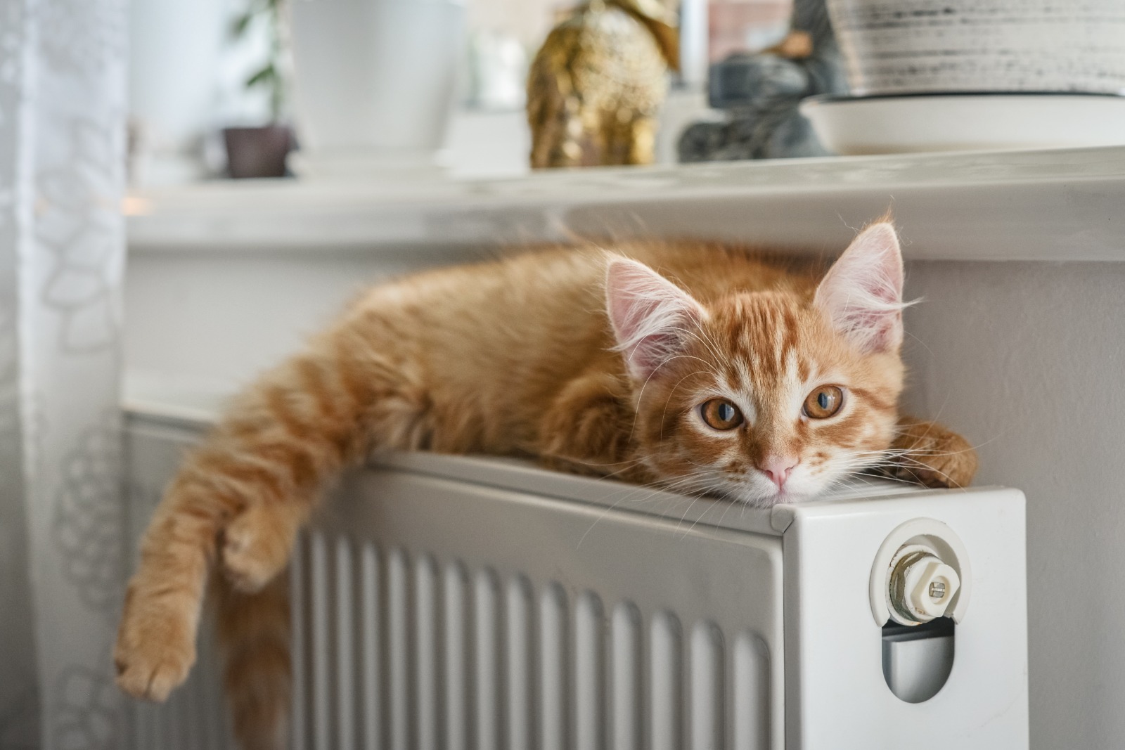 Radiateurs avec un chats dessus